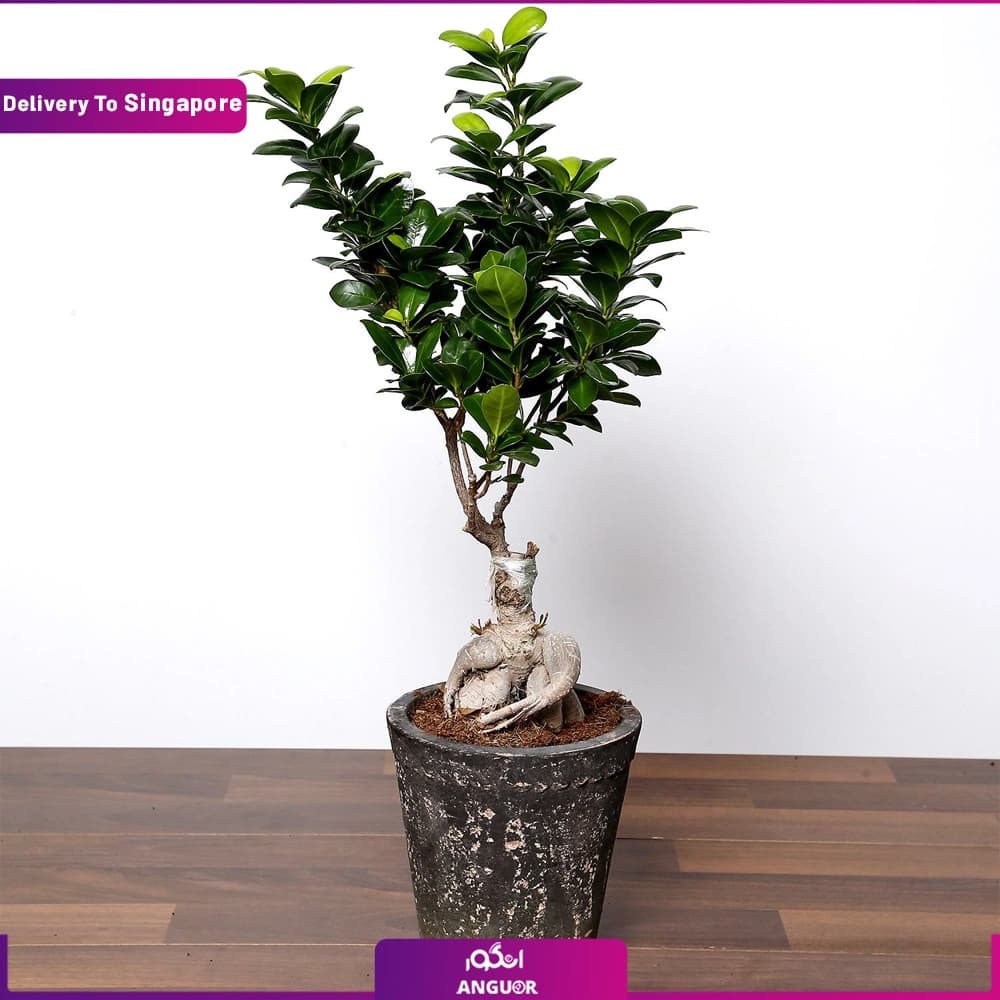 Ficus Bonsai (Delivery in Singapore)