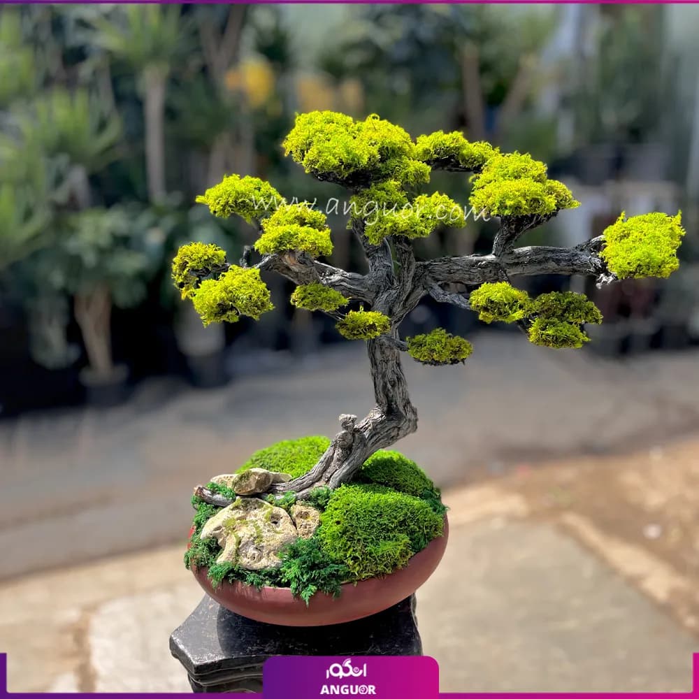 بنسای جاودان کهن ژاپن (سایز بزرگ)