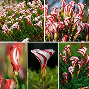بذر اکسالیس آبنباتی