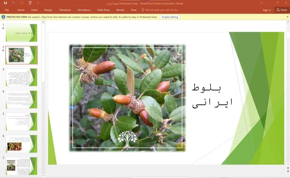 پاورپوینت بلوط ایرانی