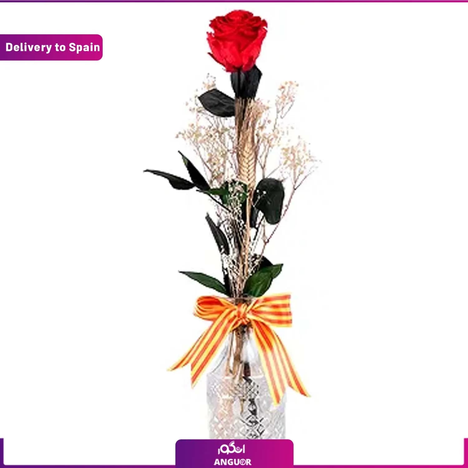 گل رز تک شاخه (تحویل در اسپانیا)