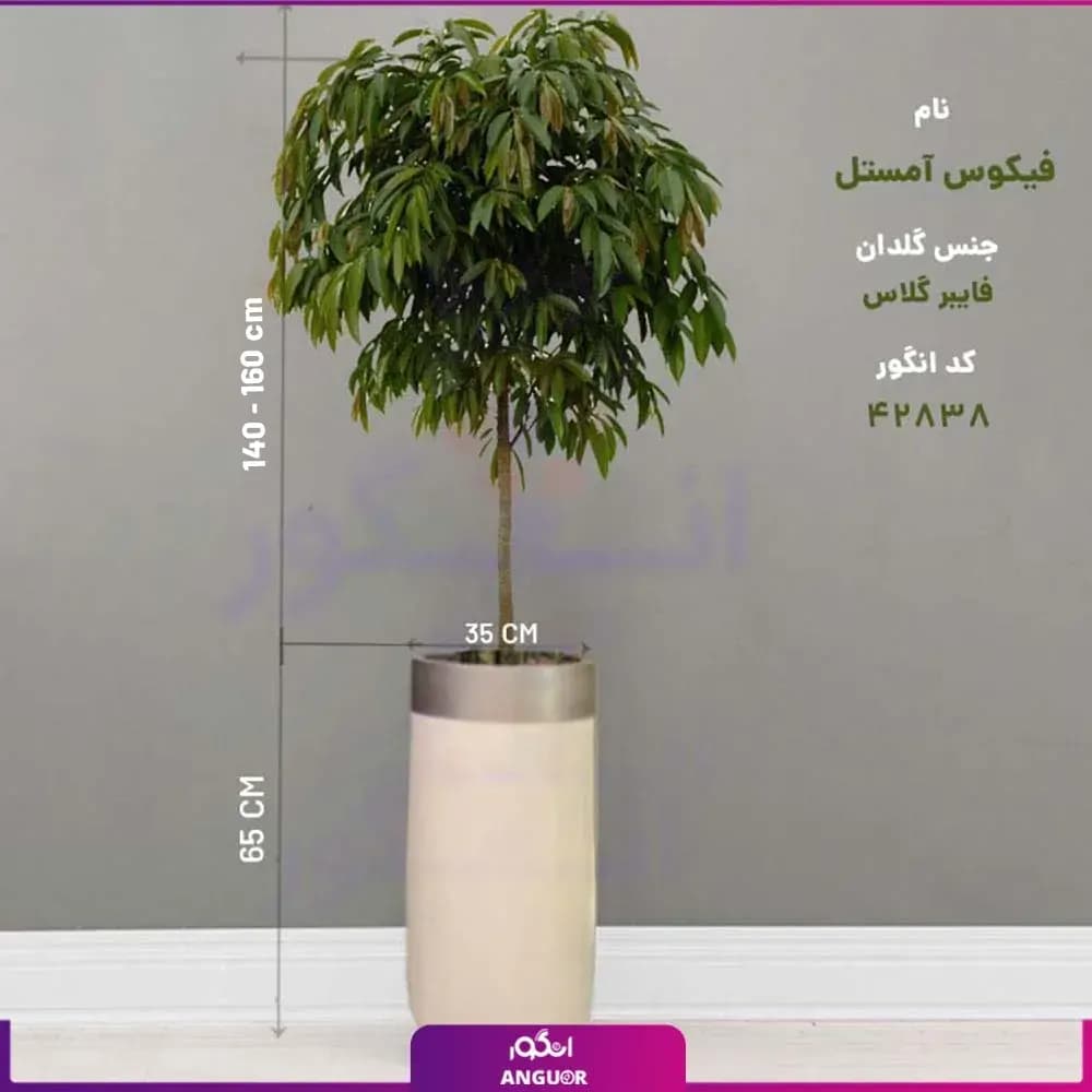 گلدان هدیه VIP فایبر گلاس با فیکوس آمستل+ زیر گلدانی چرخدار — تصویر ۶
