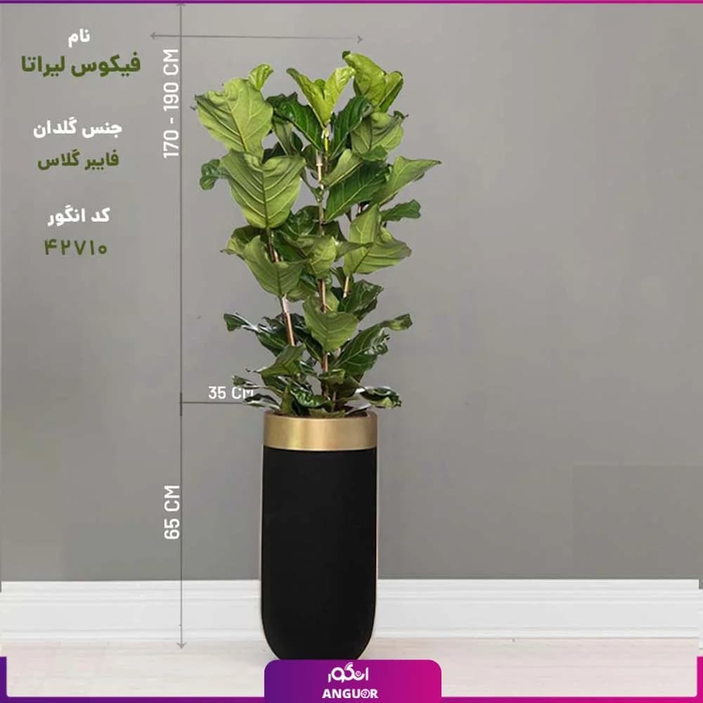 گلدان هدیه VIP فایبر گلاس با فیکوس آفریقایی لیراتا(3 شاخه) — تصویر ۵