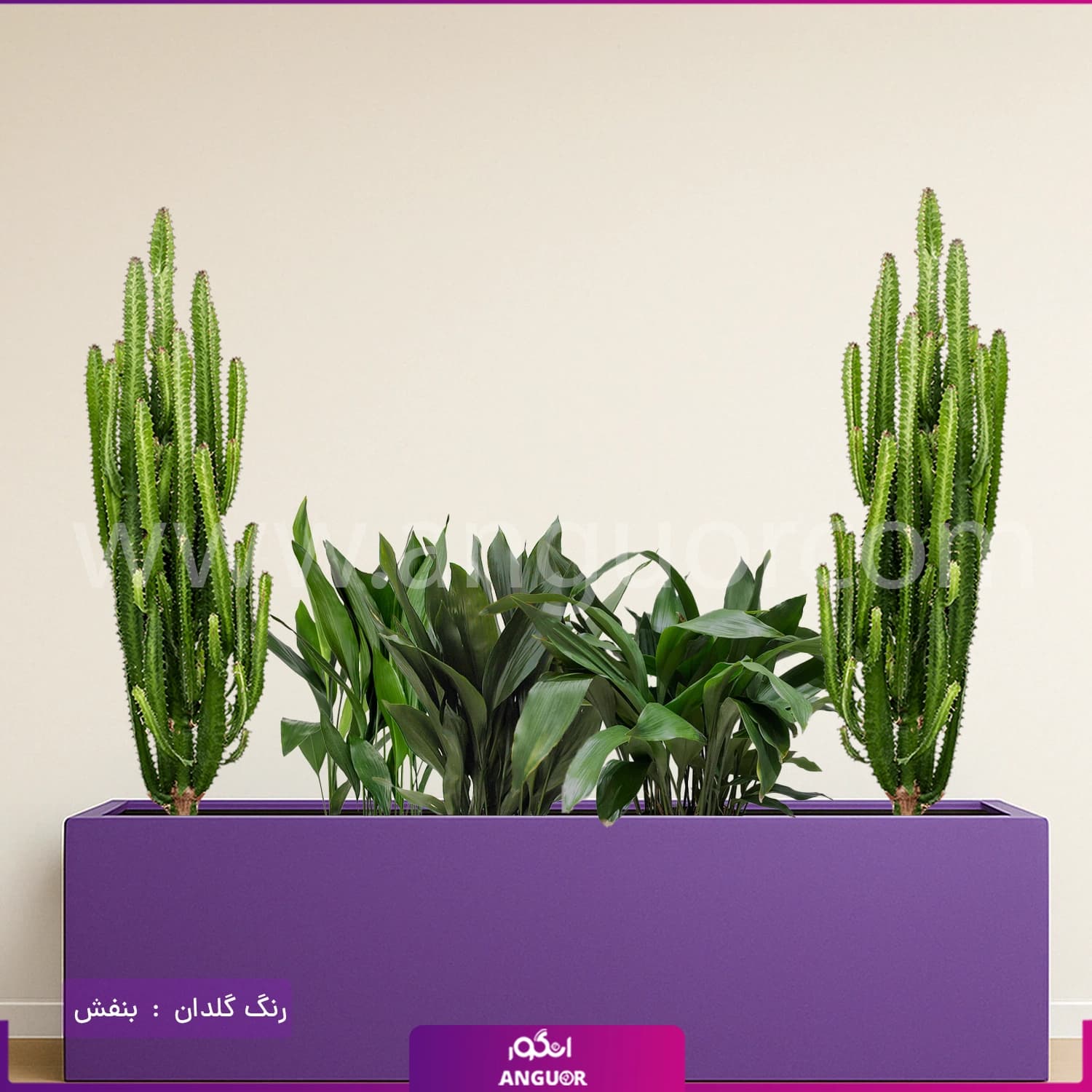 فلاور باکس ترکیبی افوربیا تریگونا و برگ عبایی — تصویر ۸