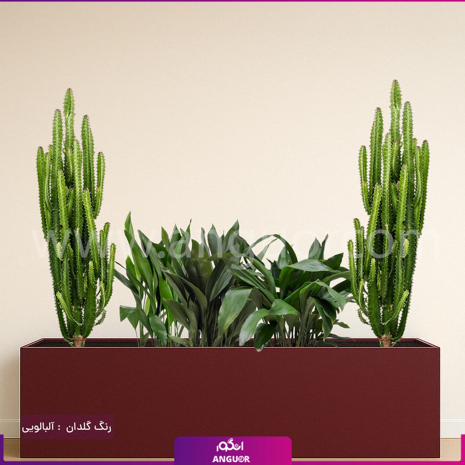 فلاور باکس ترکیبی افوربیا تریگونا و برگ عبایی — تصویر ۶