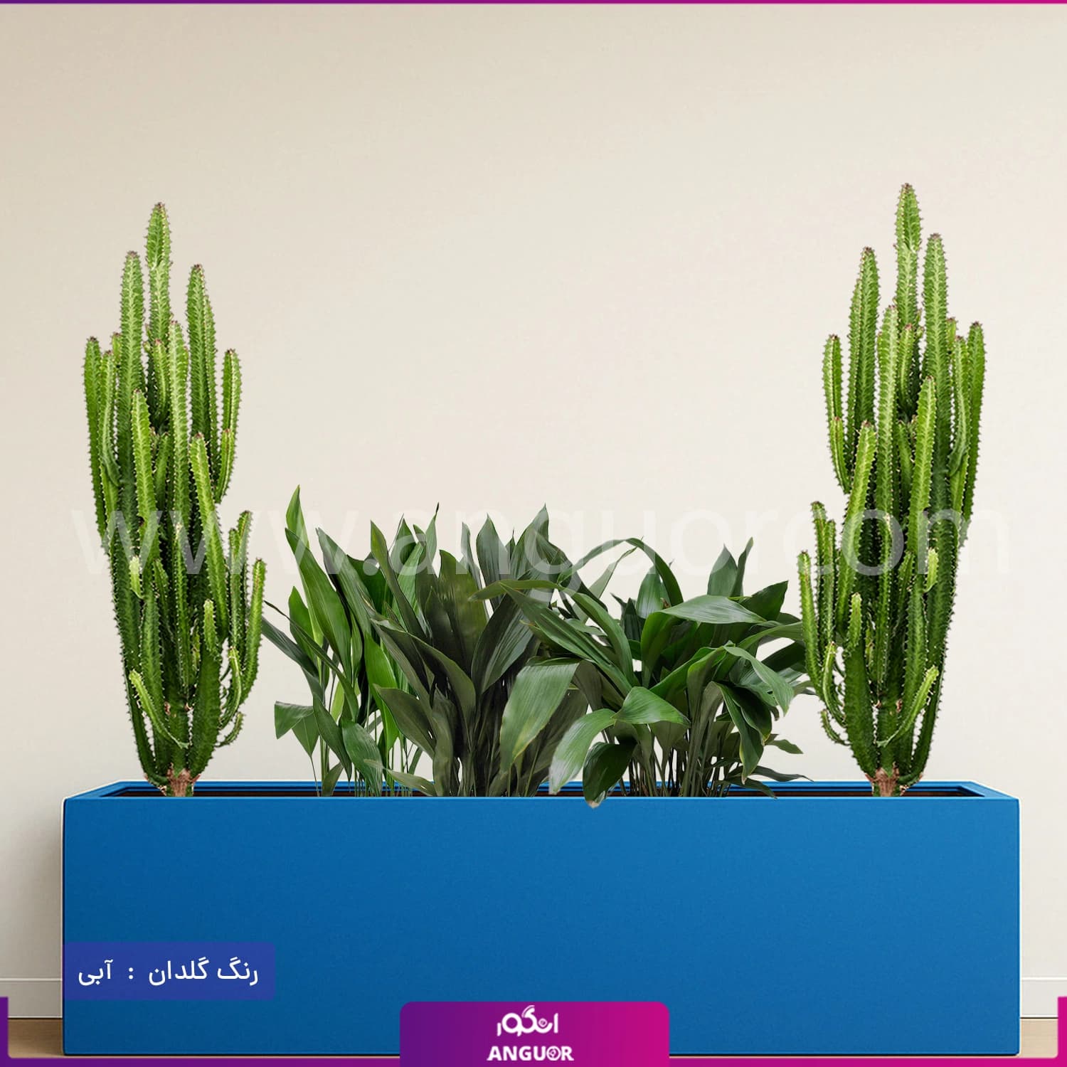 فلاور باکس ترکیبی افوربیا تریگونا و برگ عبایی — تصویر ۴