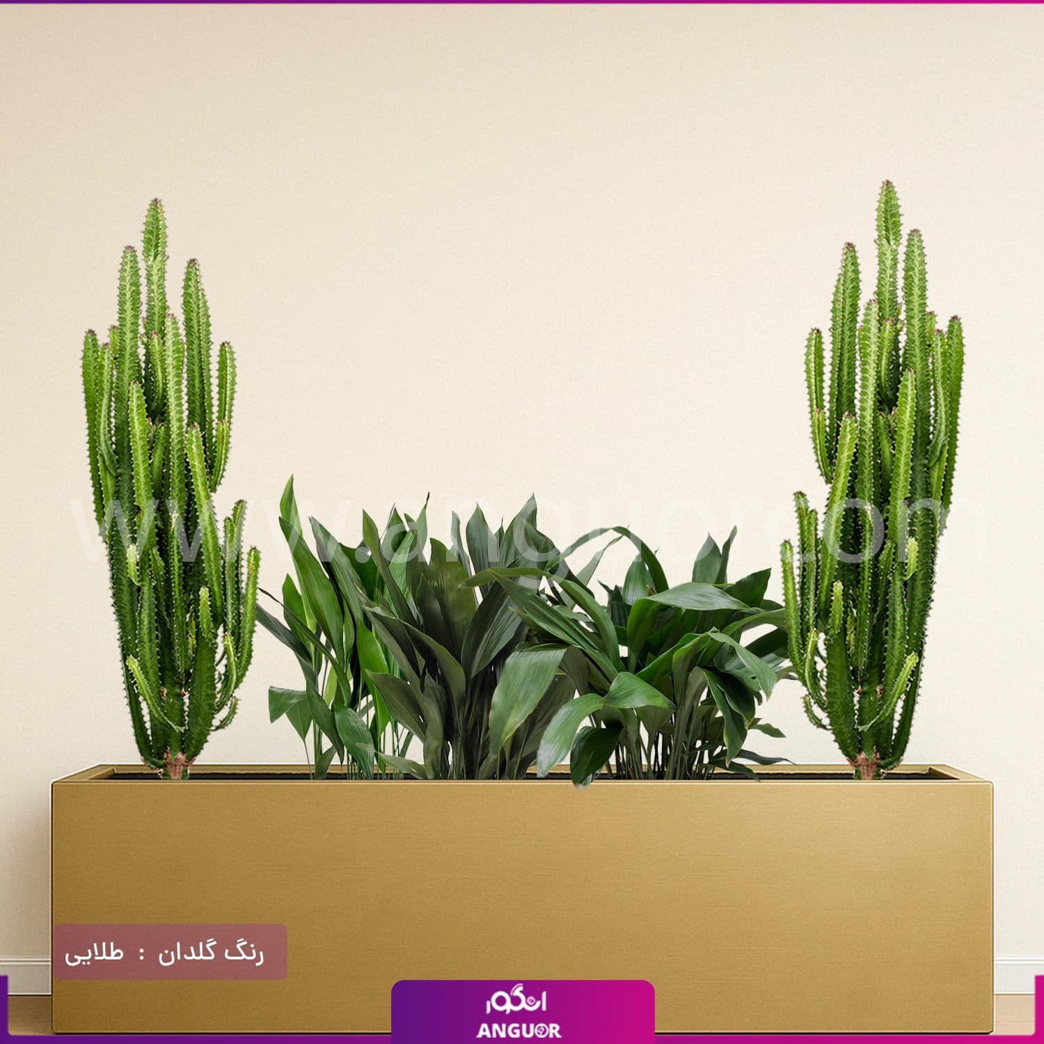 فلاور باکس ترکیبی افوربیا تریگونا و برگ عبایی — تصویر ۳