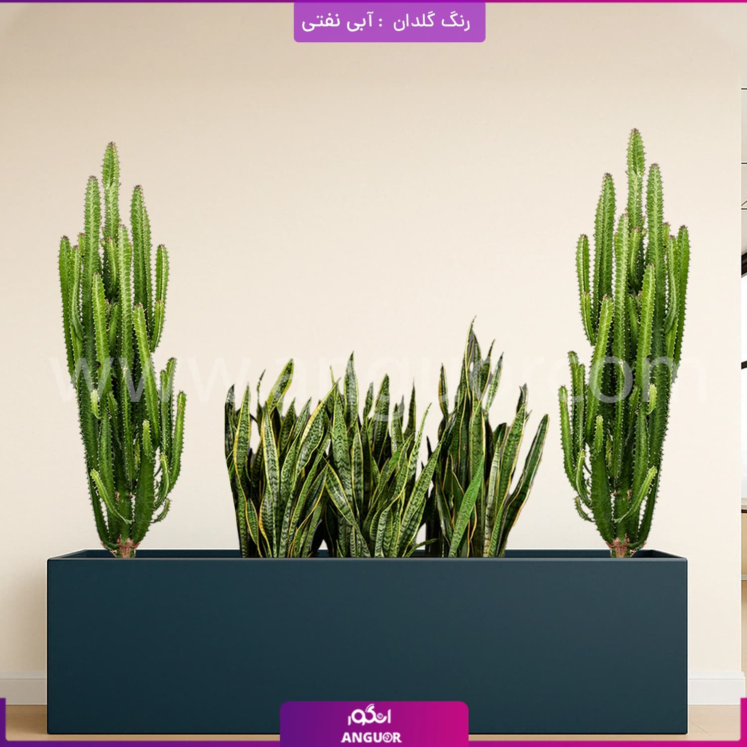 فلاور باکس ترکیبی افوربیا تریگونا و سانسوریا — تصویر ۳