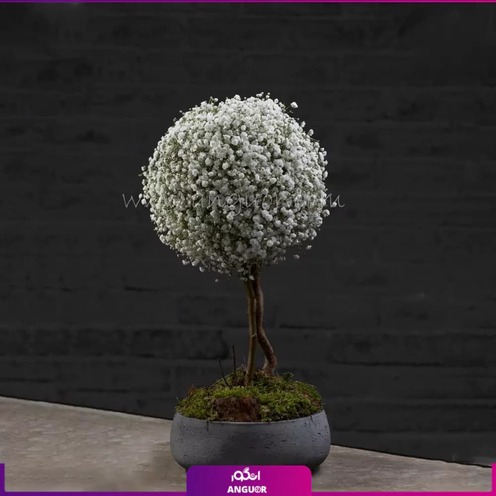 باکس گل عروس دربار