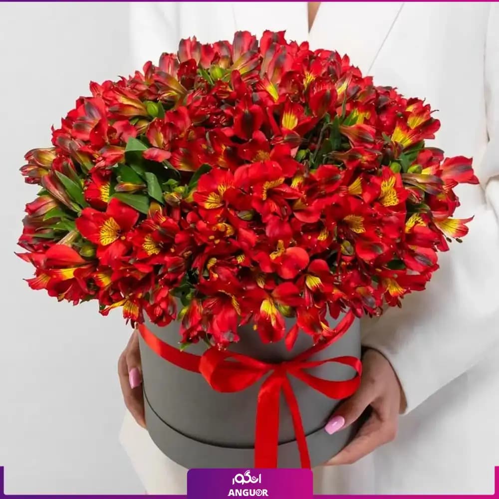 باکس گل آلسترومریا قرمز (45 شاخه)