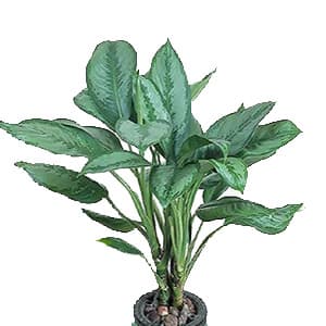 آگلونما حبابی