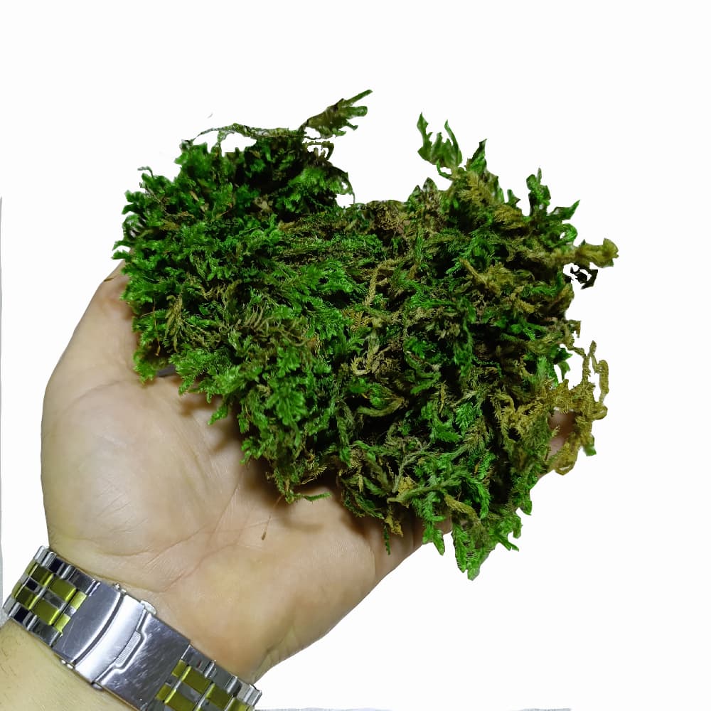 خزه جنگلی زنده — تصویر ۵