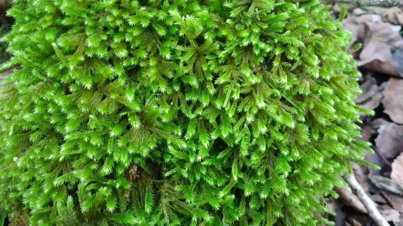 خزه جنگلی زنده — تصویر ۲