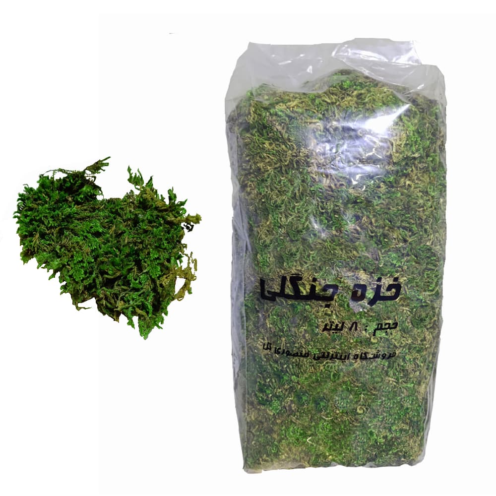 خزه جنگلی زنده