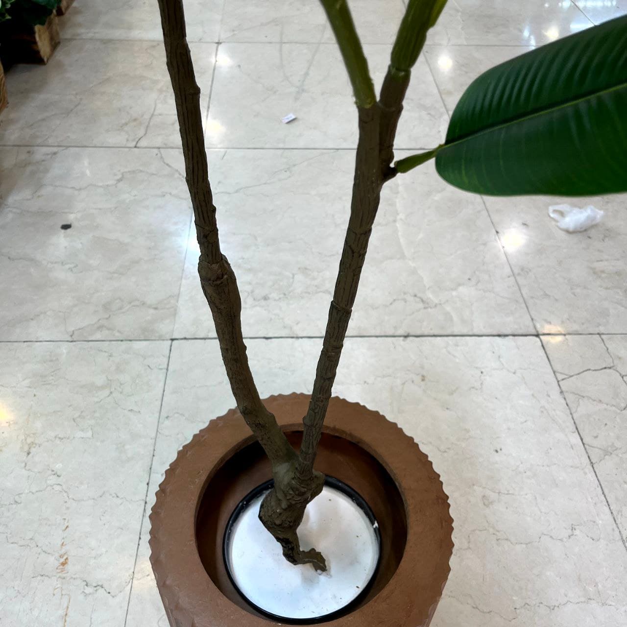 درختچه فیکوس مصنوعی — تصویر ۳