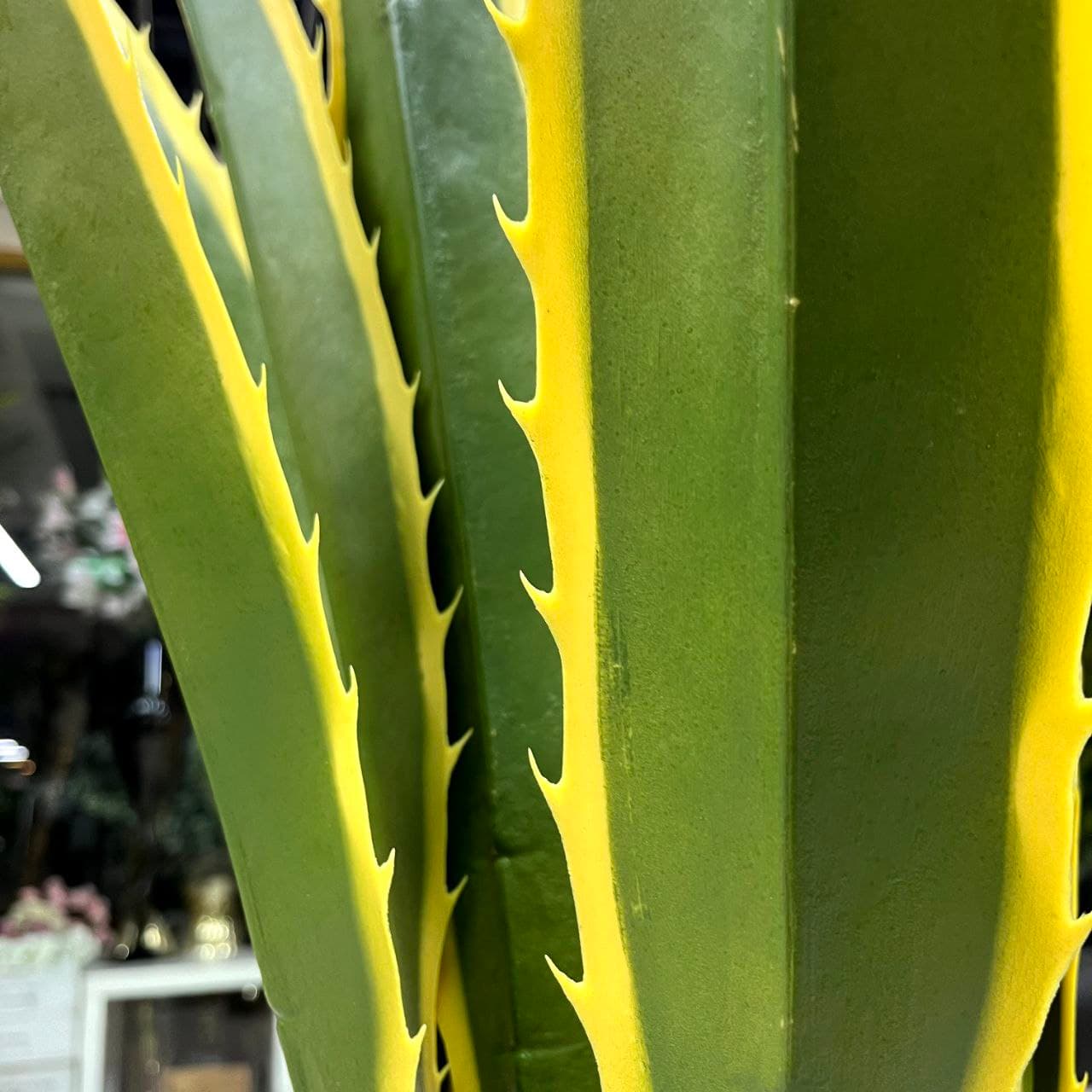 کاکتوس آگاو مصنوعی — تصویر ۳