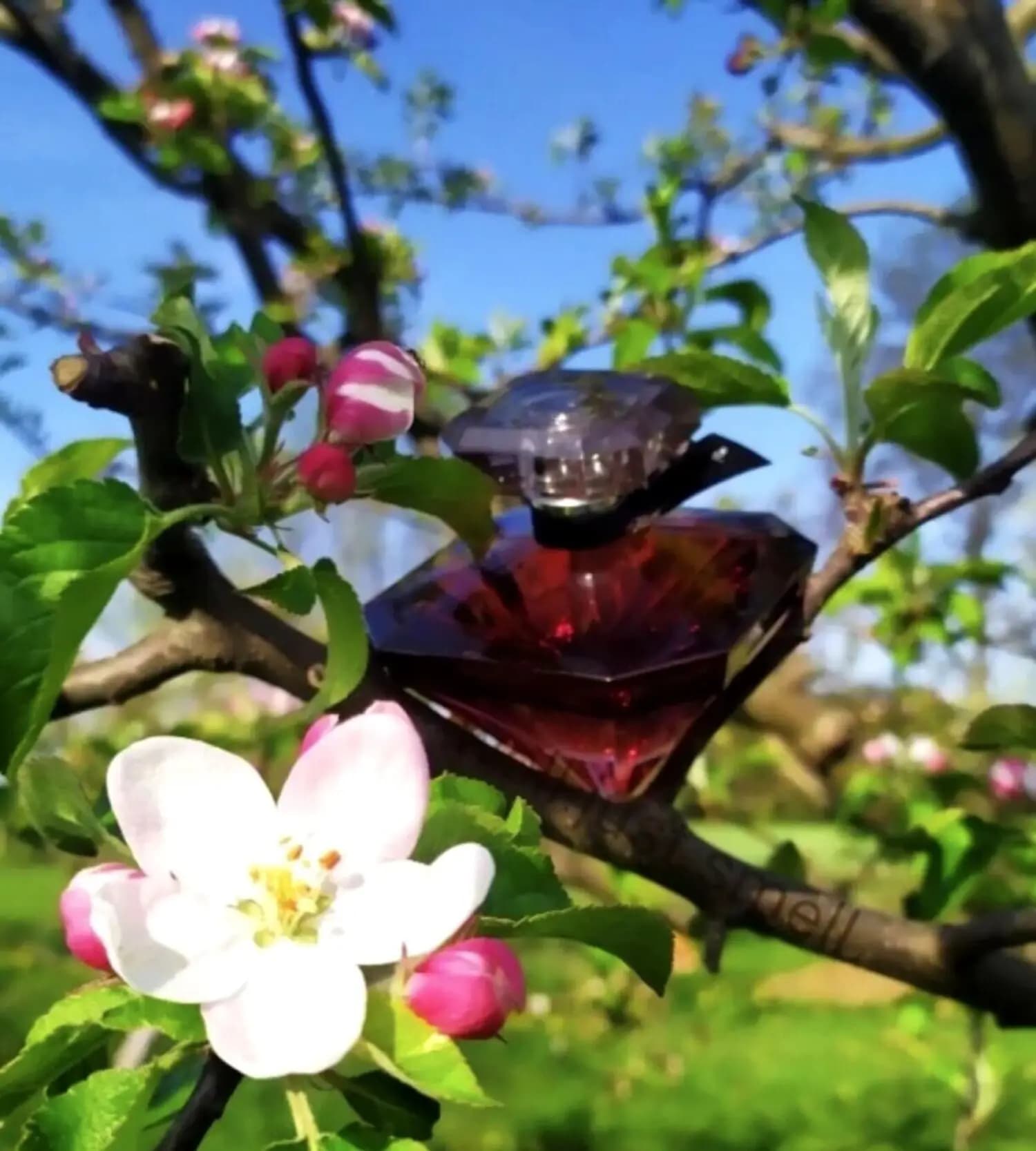 عطر ادکلن لانکوم لا نویت ترزور ا لا فولی اصل | Lancome La Nuit Tresor a la Folie — تصویر ۴
