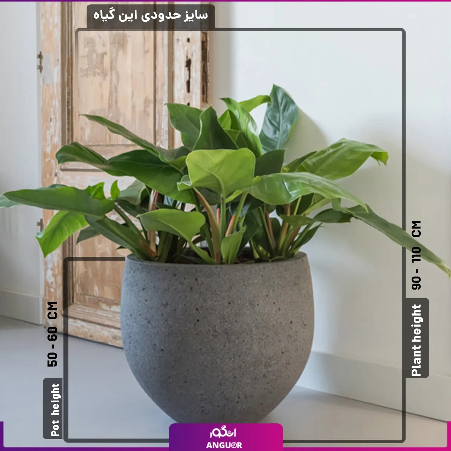 گلدان فیلودندرون (پر برگ) — تصویر ۲