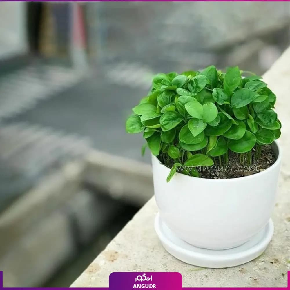 سبزه بهارنارنج نوروزی با گلدان