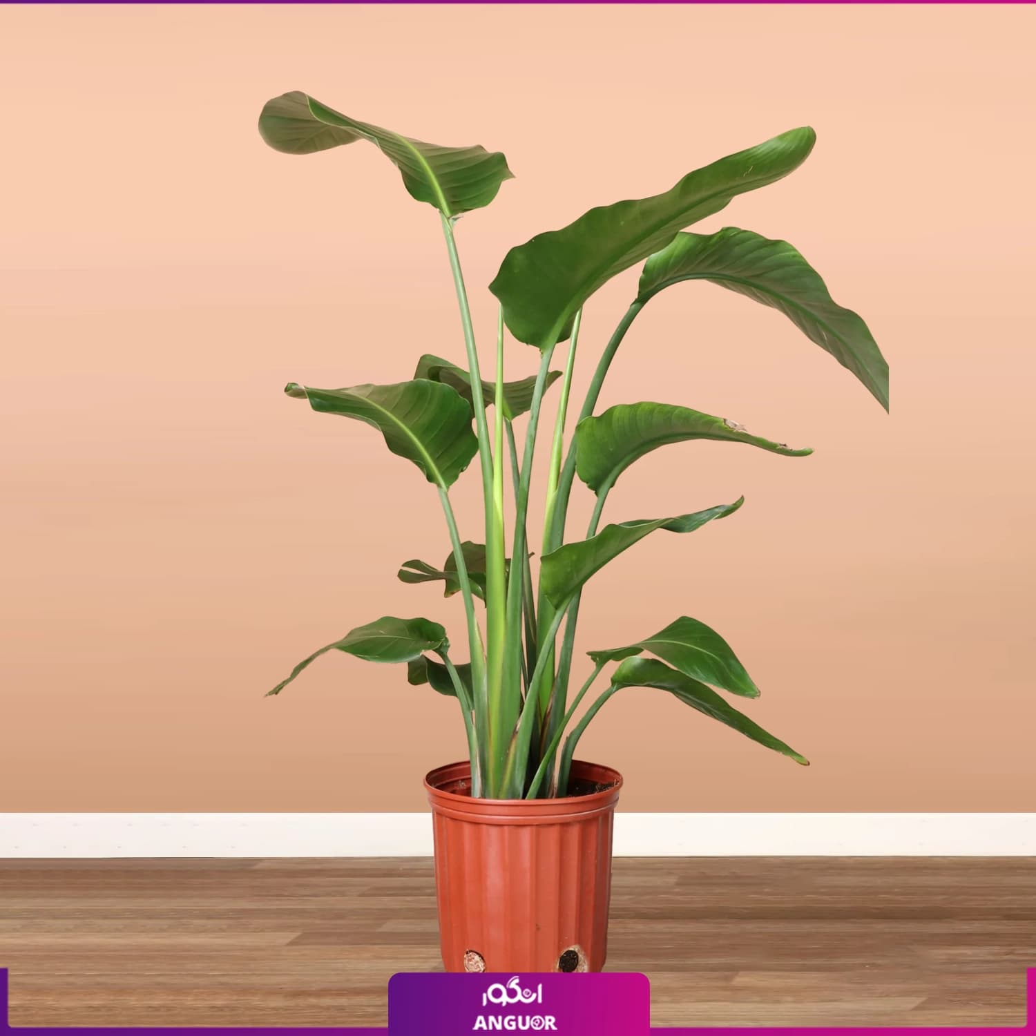 نخل نیکولای با گلدان گلخانه ای