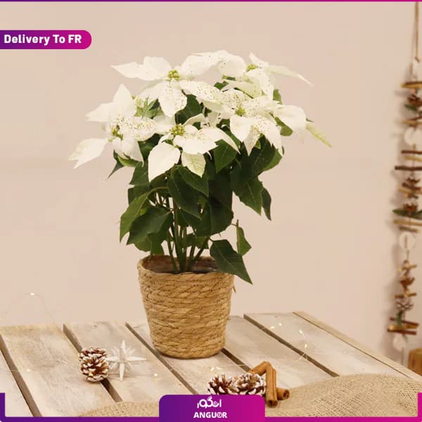 باکس گل فانوس (ارسال گل به فرانسه)