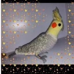 عروسک پرنده اسباب بازی بافتنی مدل فیگور طوطی عروس هلندی گل باقالی — تصویر ۴