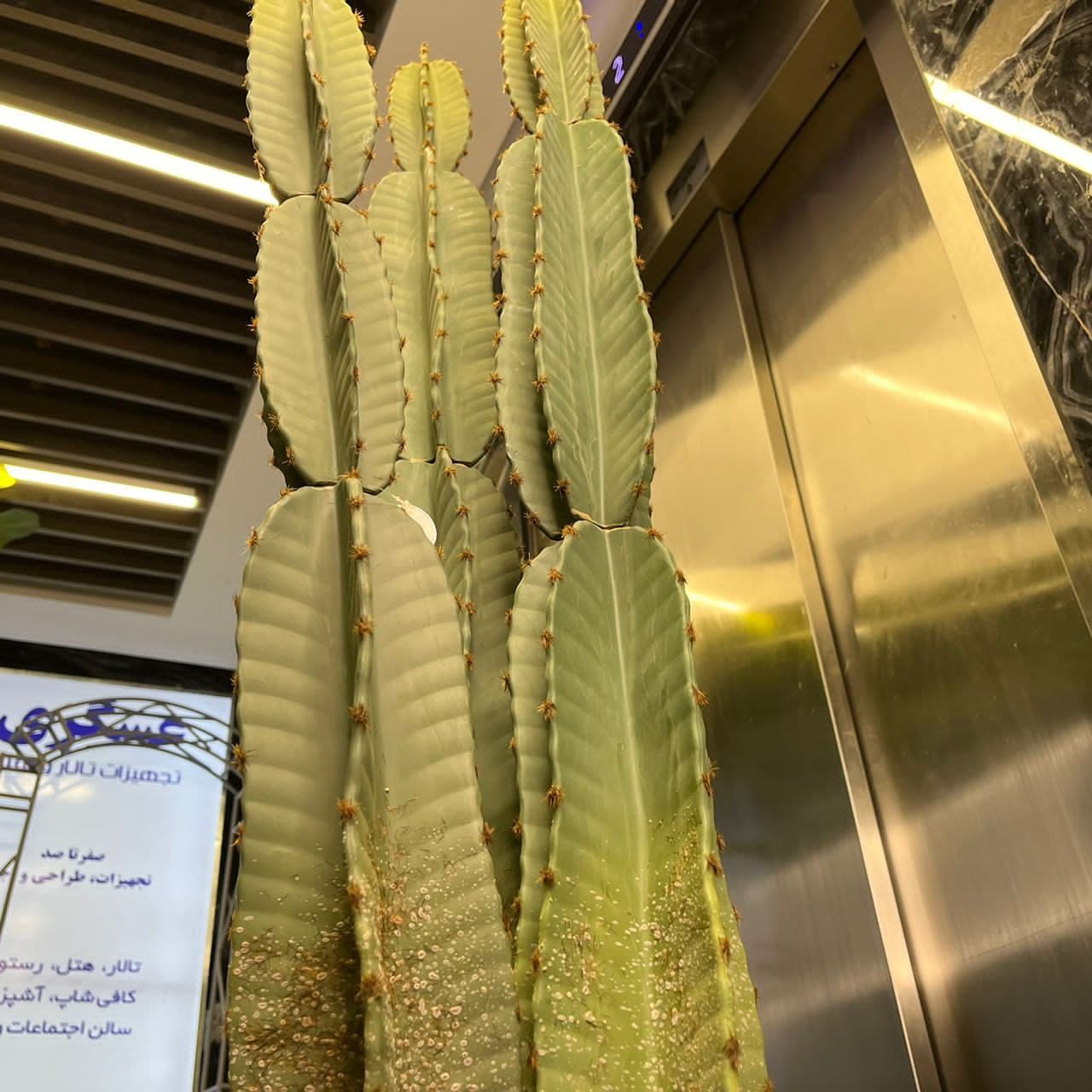 درختچه کاکتوس مصنوعی 3 تنه 90 الی 100 سانتی متر — تصویر ۲