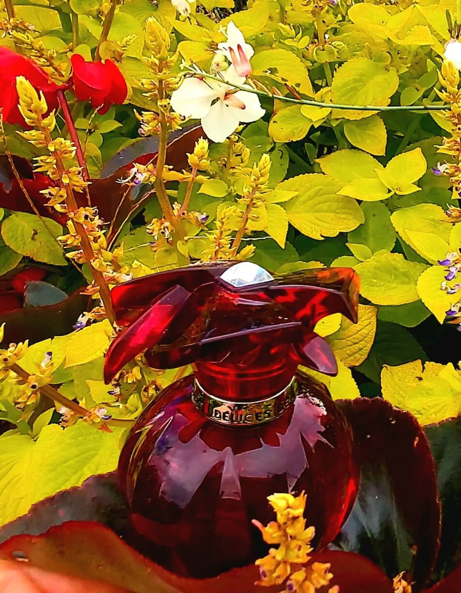 عطر ادکلن کارتیر دلیشز اصل | Cartier Delices De Cartier Eau de Parfum