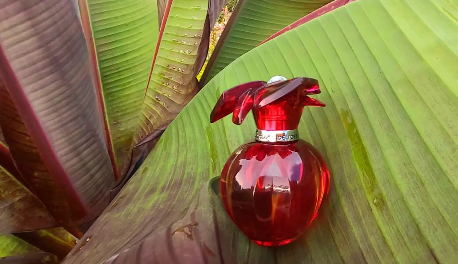 عطر ادکلن کارتیر دلیشز اصل | Cartier Delices De Cartier Eau de Parfum — تصویر ۵