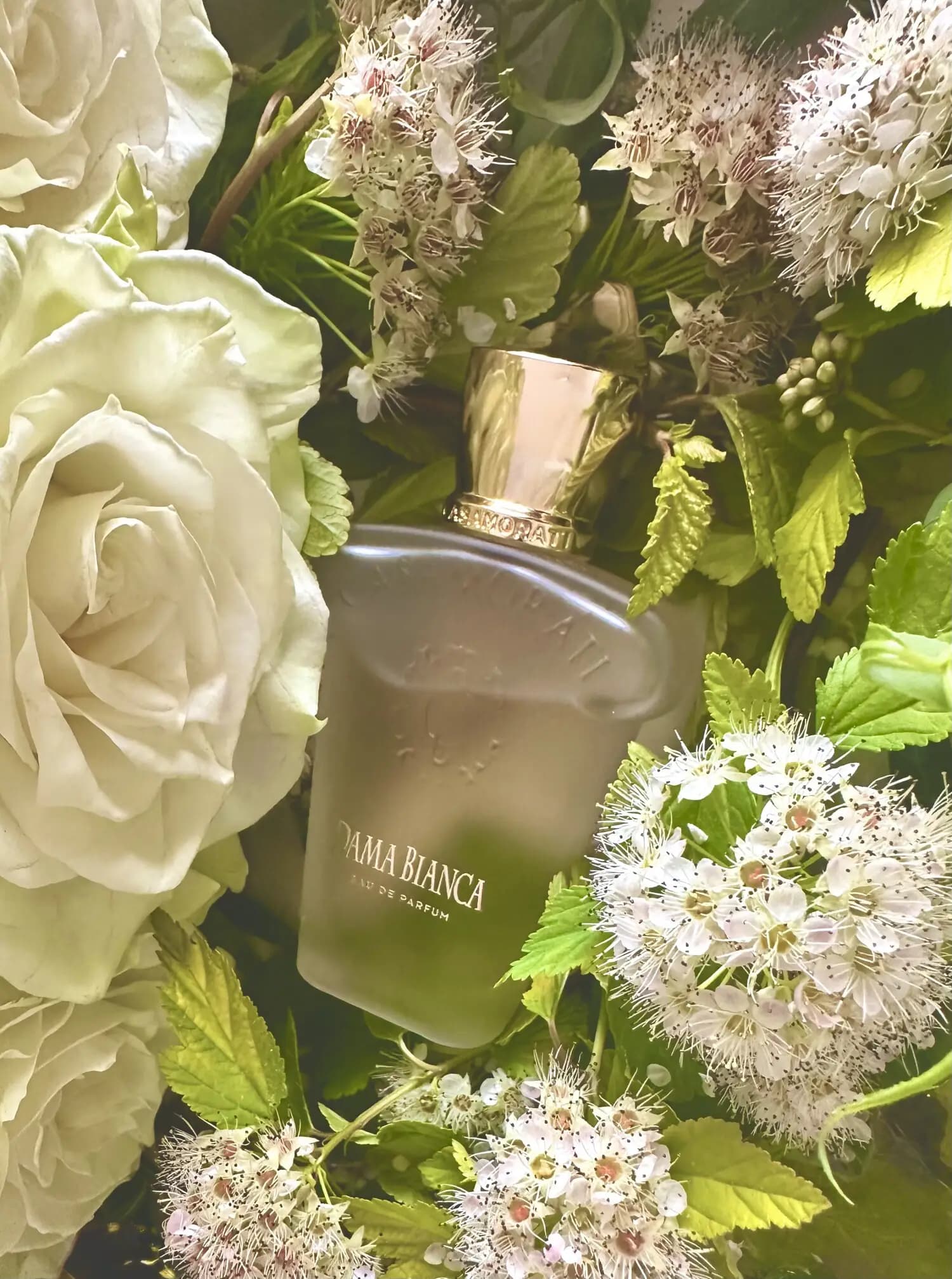 عطر ادکلن زرجوف کازاموراتی داما بیانکا اصل | Xerjoff Dama Bianca — تصویر ۲