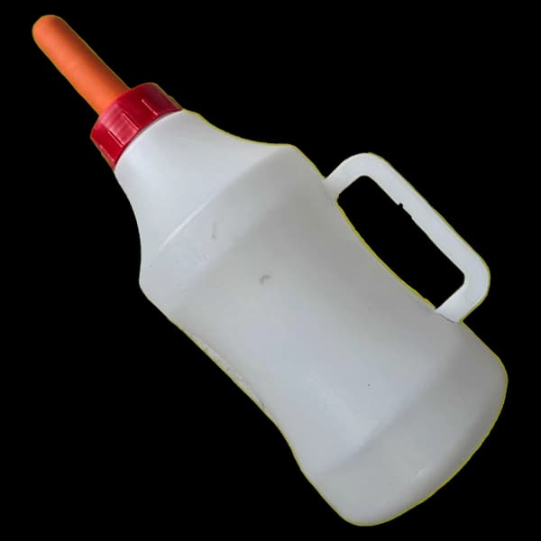 شیرنوش گوساله