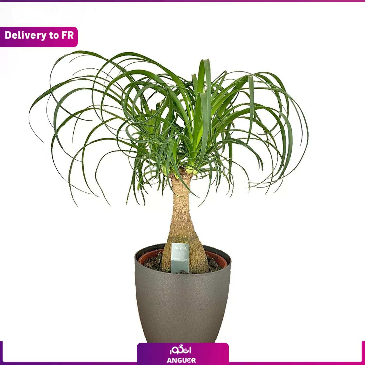 Beaucarnea (Delivery to France)