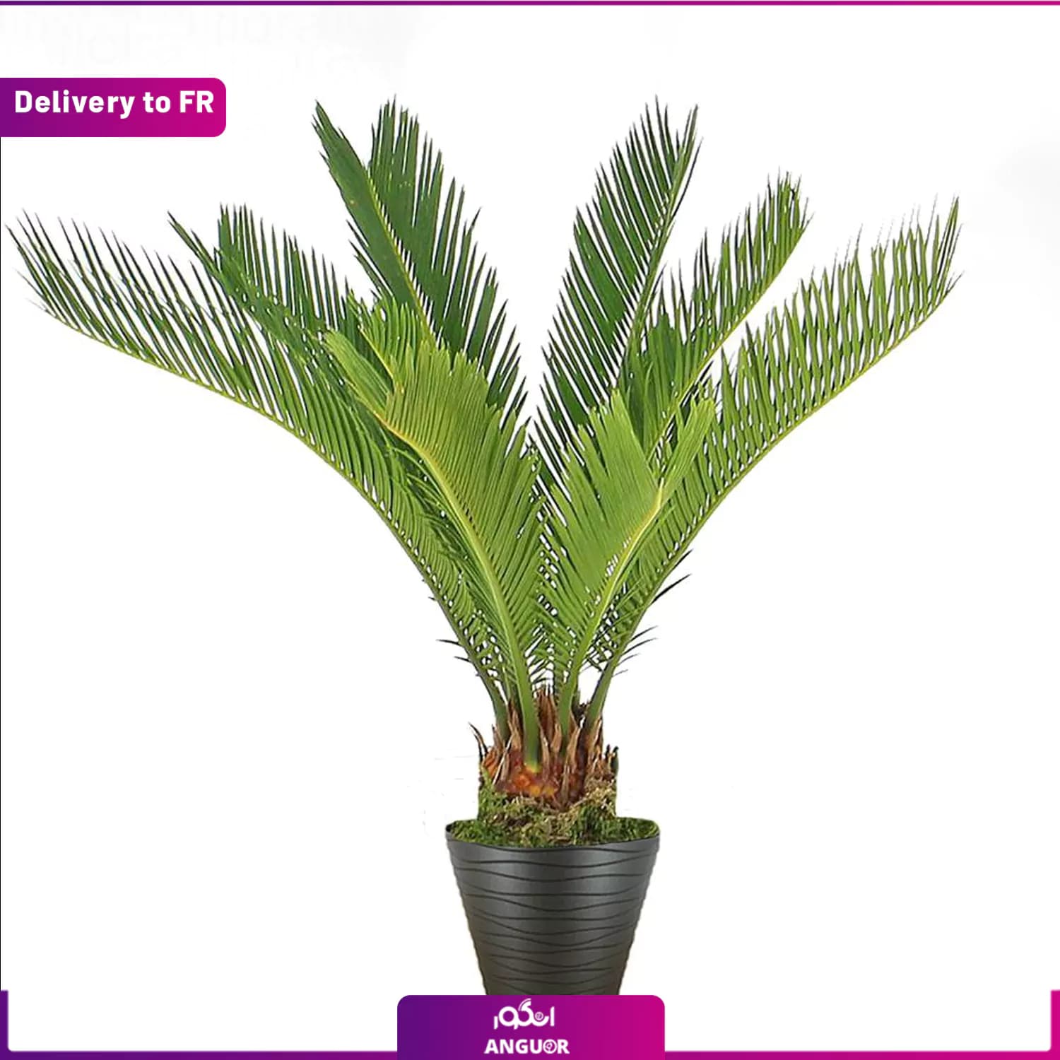 Palm of peace (Delivery to France)