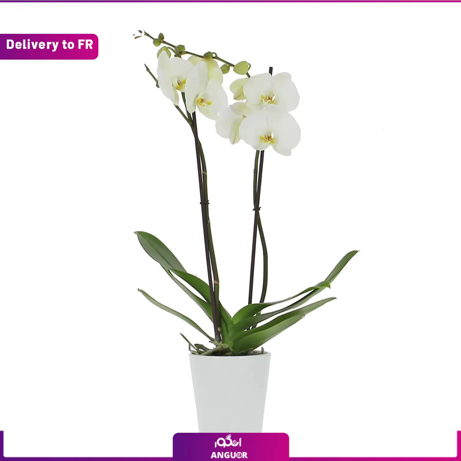 Orchid of Love (Delivery to France)