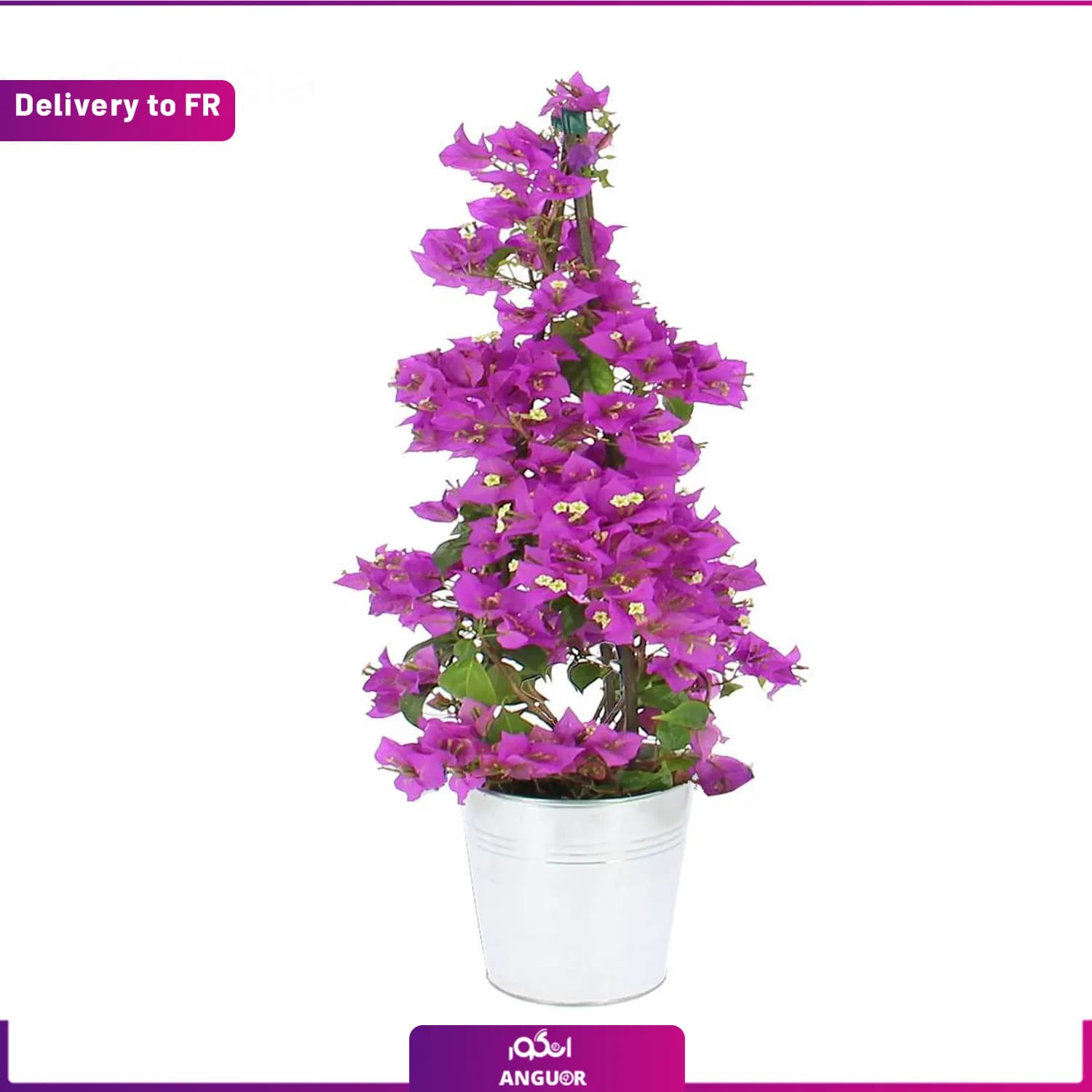 Bougainvillea Pyramid (Delivery to France)
