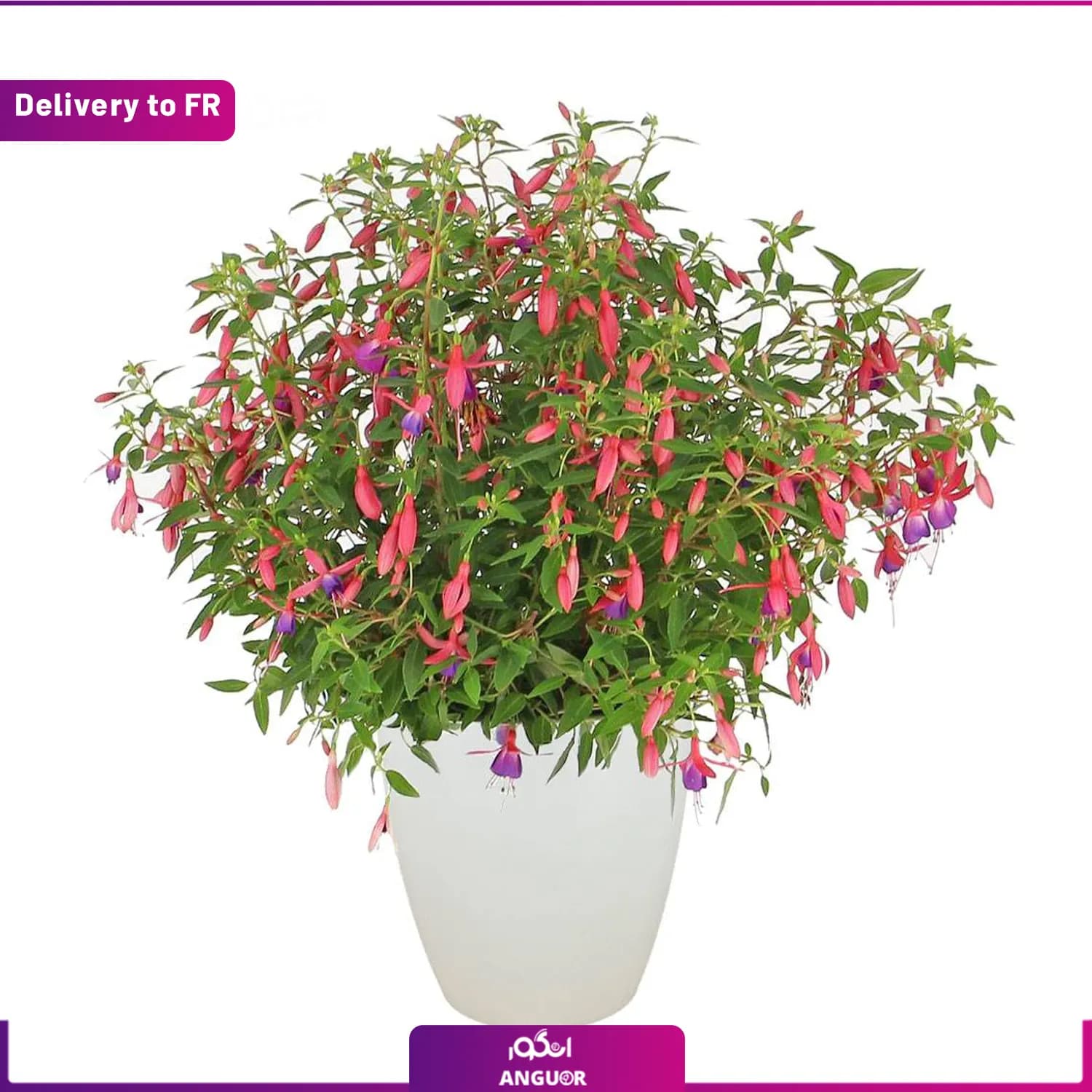 Fuchsia (Delivery to France)