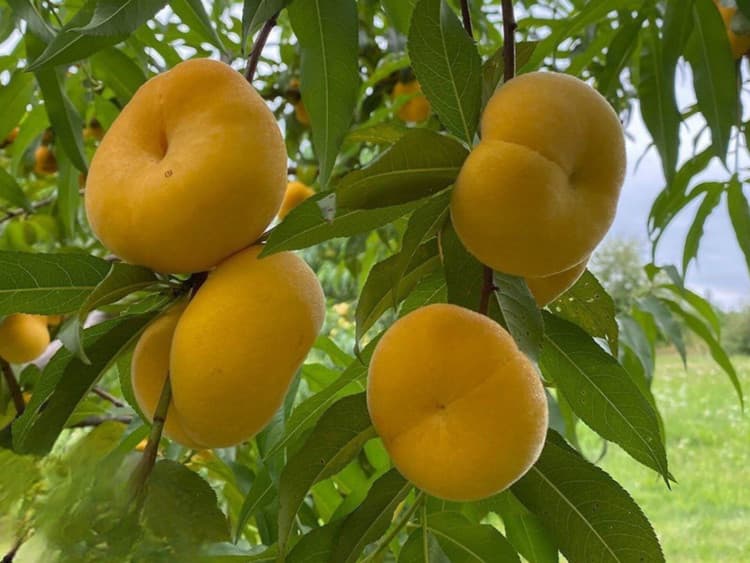 هلو انجیری آناناسی