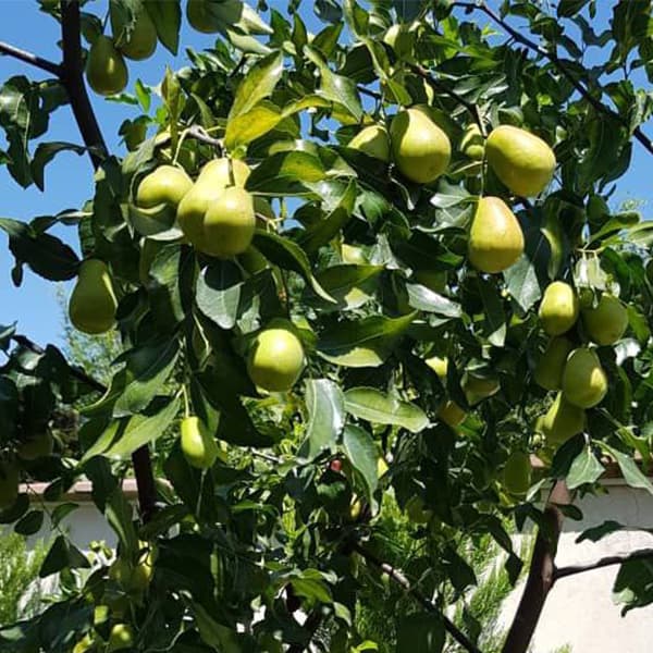 عناب پیوندی گلابی — تصویر ۵