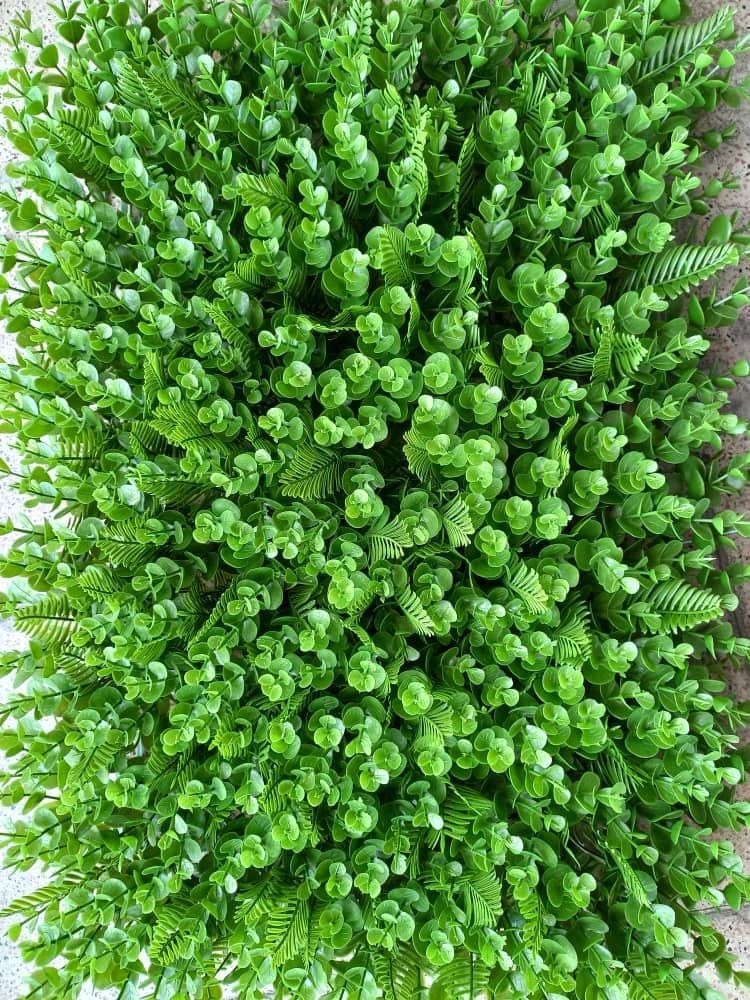 دیوار سبز شمشادی سیکاس درشت