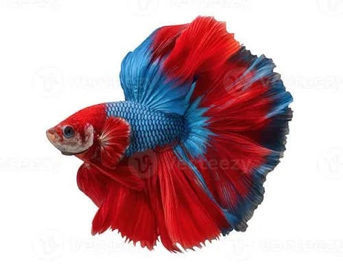 و دانلود نسخه کامل آموزش تکثیر ماهی فایتر از صفر تا صد | fighter fish | کسب درآمد | کسب و کار | تولید ماهی فایتر