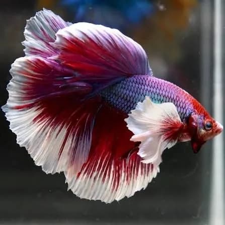 و دانلود نسخه کامل آموزش تکثیر ماهی فایتر از صفر تا صد | fighter fish | کسب درآمد | کسب و کار | تولید ماهی فایتر — تصویر ۲