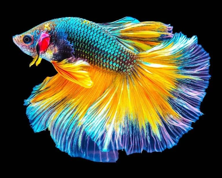 و دانلود نسخه کامل آموزش تکثیر ماهی فایتر از صفر تا صد | fighter fish | کسب درآمد | کسب و کار | تولید ماهی فایتر — تصویر ۵