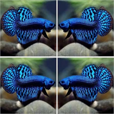 و دانلود نسخه کامل آموزش تکثیر ماهی فایتر از صفر تا صد | fighter fish | کسب درآمد | کسب و کار | تولید ماهی فایتر — تصویر ۷