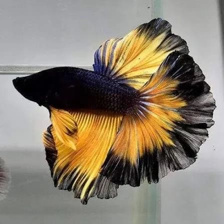 و دانلود نسخه کامل آموزش تکثیر ماهی فایتر از صفر تا صد | fighter fish | کسب درآمد | کسب و کار | تولید ماهی فایتر — تصویر ۸