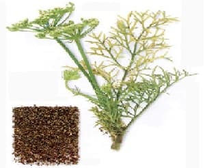 گیاه دارویی زنیان (پاورپوینت ppt 22 اسلاید)