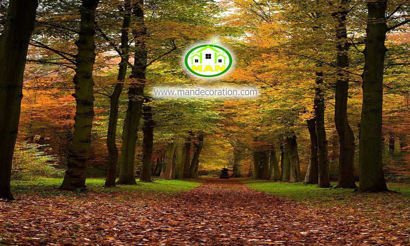 پوستردیواری جنگل پاییزی کد 12529