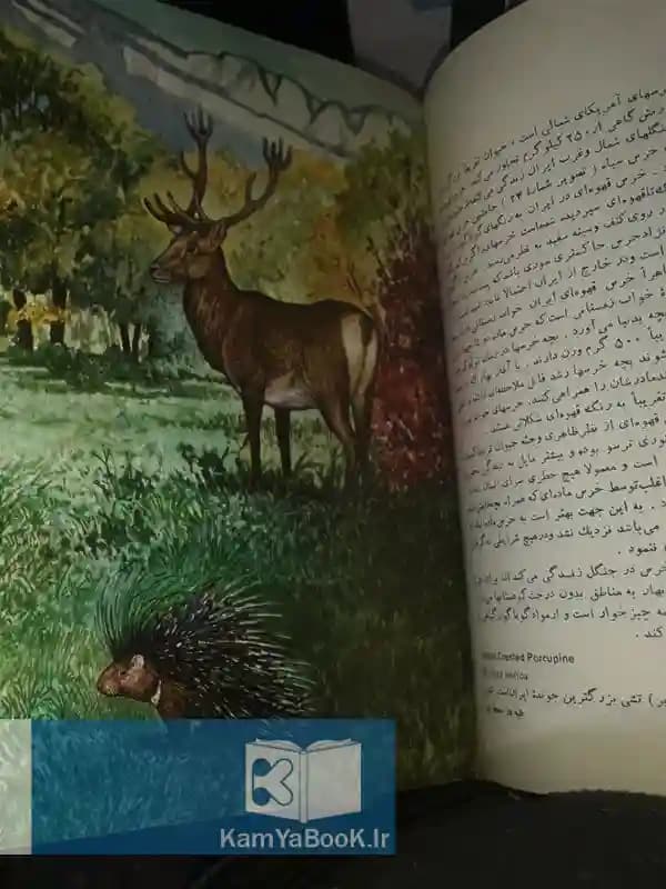 راهنمای پستانداران ایران (رحلی / مصور) — تصویر ۲