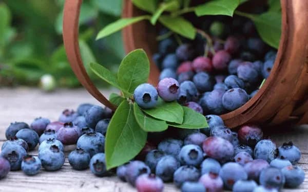 کرم دور چشم زغال آخته بیوآکوا — تصویر ۵