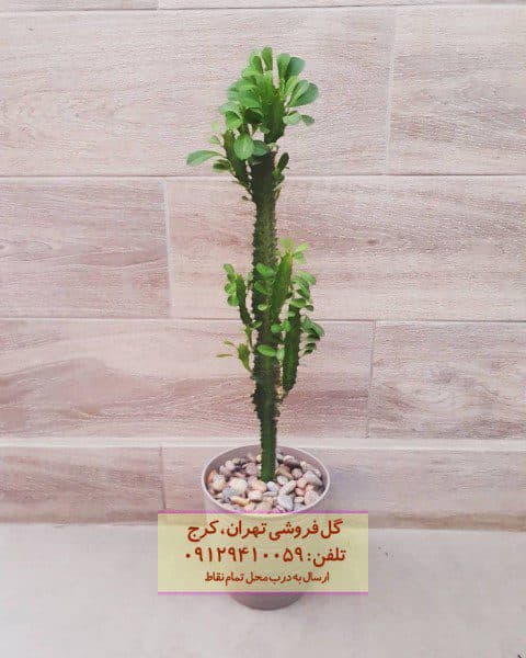 افوربیا درخت مدادی برای زیباسازی فضاهای عمومی