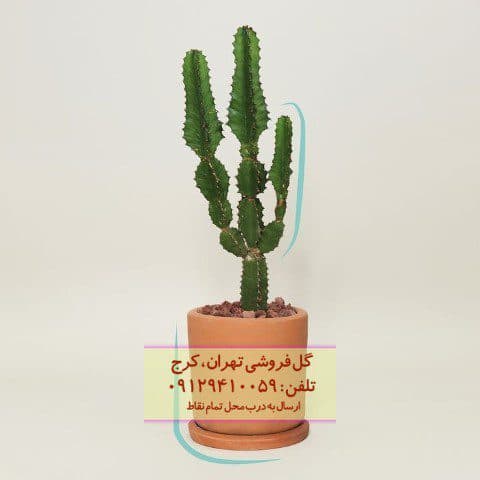 افوربیا درخت مدادی برای تزئین اتاق مهمان